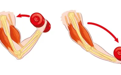 The 3 Types of Muscle Contractions Explained